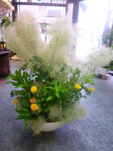 スモークツリーをいっぱいに・・・｜「はなゆう」　（石川県小松市の花キューピット加盟店 花屋）のブログ