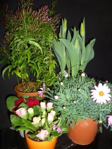～春の花鉢～｜「はなゆう」　（石川県小松市の花キューピット加盟店 花屋）のブログ